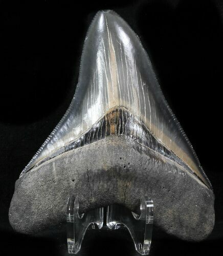 Colorful, Serrated Megalodon Tooth #32836